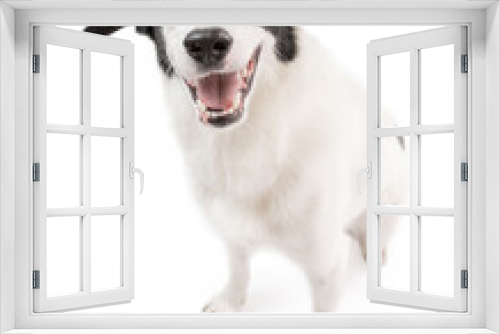 Fototapeta Naklejka Na Ścianę Okno 3D - cute dog Border collie with pleasure looks at the camera and smiling. Chuckle. trick. emotional animal isolated on white background