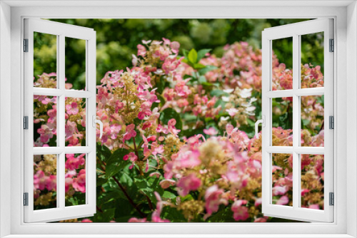 Fototapeta Naklejka Na Ścianę Okno 3D - hydrangea flowers in the garden