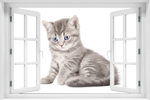Fototapeta Naklejka Na Ścianę Okno 3D - scottish kitten