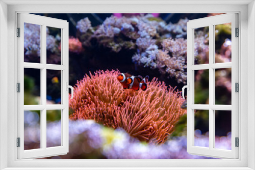 Fototapeta Naklejka Na Ścianę Okno 3D - A clownfish, also known as anemonefish, is a small and colorful fish.