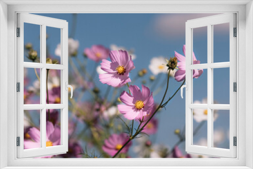 Fototapeta Naklejka Na Ścianę Okno 3D - White and pink Cosmos flowers blooming close-up with moody colour