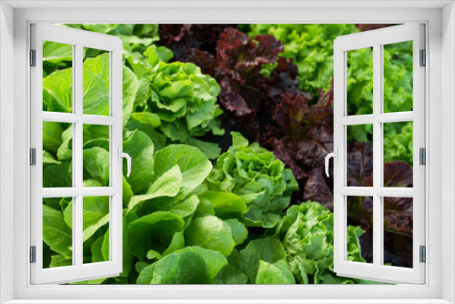 Fototapeta Naklejka Na Ścianę Okno 3D - farm leaf lettuce garden field background