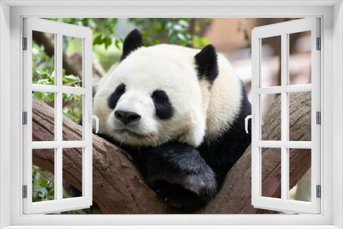 Fototapeta Naklejka Na Ścianę Okno 3D - Giant Panda Sleeping on the tree