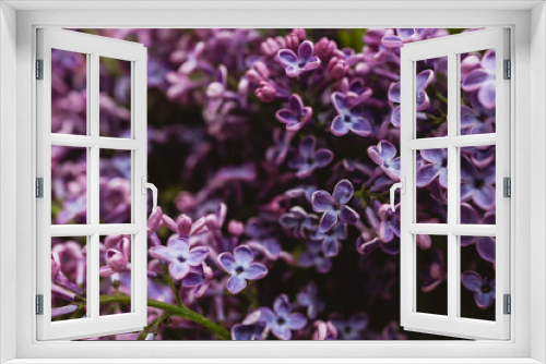 Fototapeta Naklejka Na Ścianę Okno 3D - Beautiful lilac flowers. Spring blossom. Blooming lilac bush with tender tiny flower. Purple lilac flower on the bush. Summer time. Background