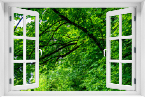 Fototapeta Naklejka Na Ścianę Okno 3D - Pfad durch den grünen Wald im Frühjahr