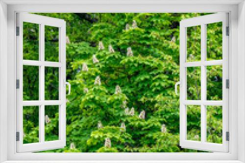 Fototapeta Naklejka Na Ścianę Okno 3D - Kastanienbaum im Frühjahr