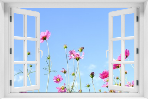 Fototapeta Naklejka Na Ścianę Okno 3D - Pink cosmos flower on blue sky background.