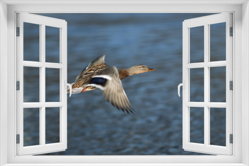 Fototapeta Naklejka Na Ścianę Okno 3D - Stockente im Flug