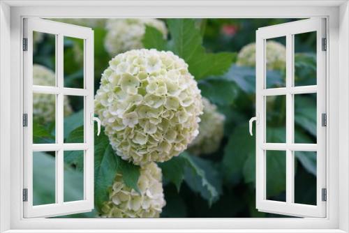 Fototapeta Naklejka Na Ścianę Okno 3D - round inflorescences of white hydrangea on a branch among green leaves close-up. The concept of the online flower shop catalog