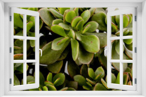 Fototapeta Naklejka Na Ścianę Okno 3D - cactus close up succulents plant