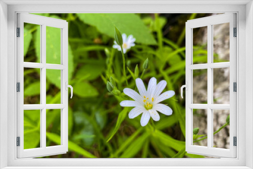 Fototapeta Naklejka Na Ścianę Okno 3D - White chickweed lanceolate in the forest in spring.