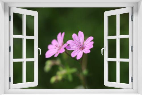 Fototapeta Naklejka Na Ścianę Okno 3D - Close up of a pink flower, Geranium pyrenaicum