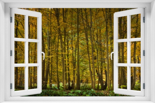 Fototapeta Naklejka Na Ścianę Okno 3D - Colors of fall
