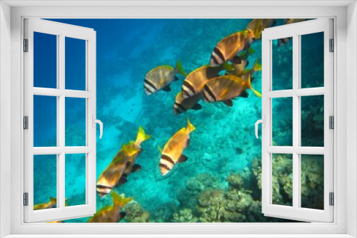 Fototapeta Naklejka Na Ścianę Okno 3D - Group of tropical fish swimming in the ocean. Underwater photography, marine life in the sea. Animals and corals in the water.  School of fish (Sea breams - sparidae) and coral reef.