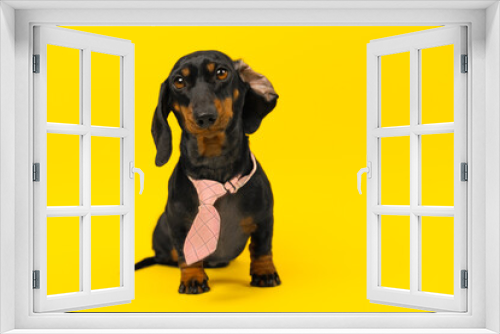 Fototapeta Naklejka Na Ścianę Okno 3D - Funny adorable puppy in a pink plaid tie with a wrapped ear on a yellow background first day of work. Advertising collection of clothes and accessories for animals. Candidate before job interview
