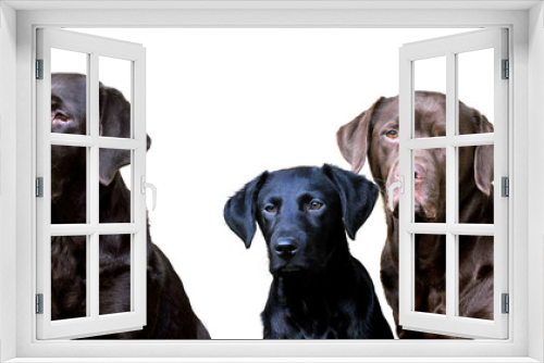 Fototapeta Naklejka Na Ścianę Okno 3D - labradors