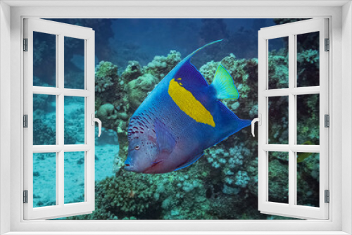 Fototapeta Naklejka Na Ścianę Okno 3D - Yellowbar Angelfish (Pomacanthus Maculosus) Red Sea, Egypt
