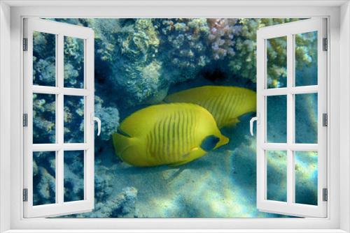 Fototapeta Naklejka Na Ścianę Okno 3D - Chaetodon semilarvatus red sea Fish