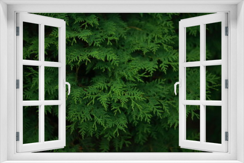 Fototapeta Naklejka Na Ścianę Okno 3D - Lush green foliage of eastern white cedar, close-up.