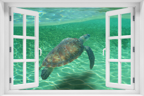 Fototapeta Naklejka Na Ścianę Okno 3D - a beautiful green turtle under the crystal clear waters of the caribbean sea