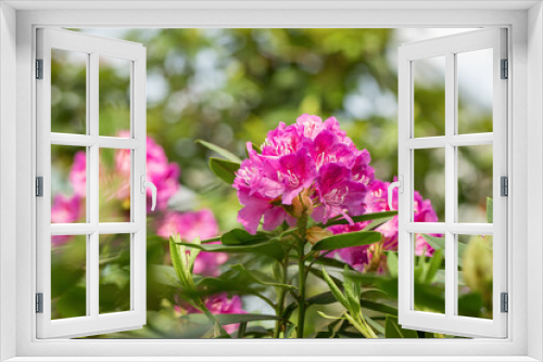 Fototapeta Naklejka Na Ścianę Okno 3D - Blooming pink rhododendron flowers in spring on blurred background. Gardening concept. Flower backdrop.