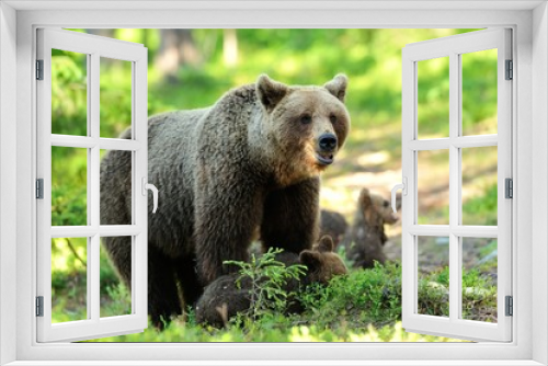 Fototapeta Naklejka Na Ścianę Okno 3D - Brown bear with cubs in forest