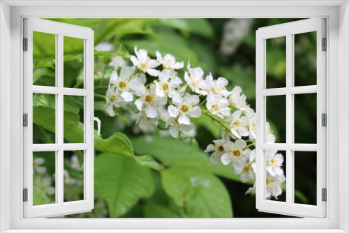 Fototapeta Naklejka Na Ścianę Okno 3D - Background from a white branch of a beautiful bird cherry.
