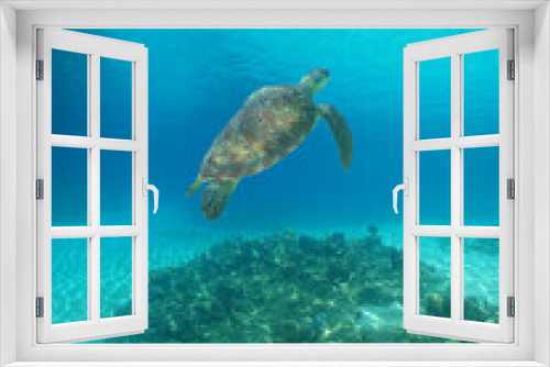 Fototapeta Naklejka Na Ścianę Okno 3D - a beautiful green turtle in the crystal clear waters of the caribbean sea
