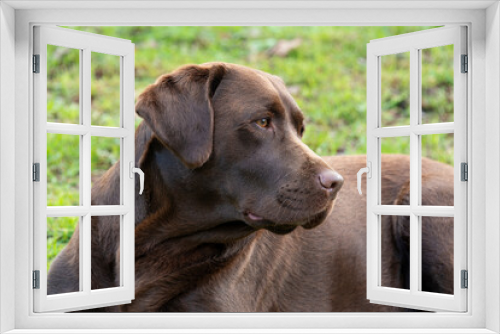 Fototapeta Naklejka Na Ścianę Okno 3D - chien, race Labrador