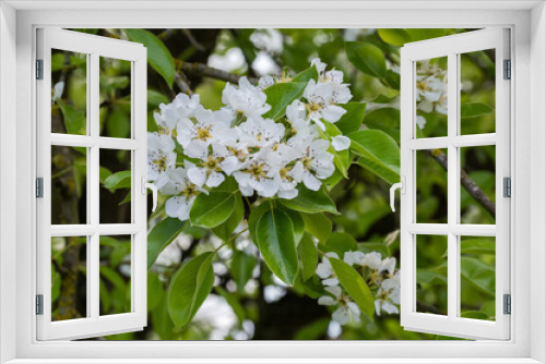 Fototapeta Naklejka Na Ścianę Okno 3D - Branches of blooming pear tree on a blurred background