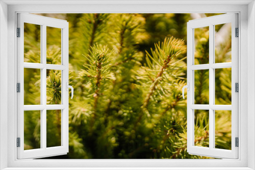 Fototapeta Naklejka Na Ścianę Okno 3D - Green fir branches background, nature. Spruce branches, full frame. Close-up.