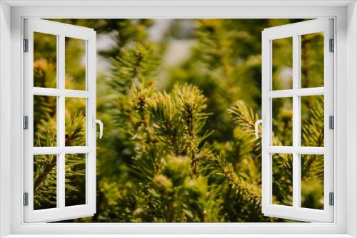 Fototapeta Naklejka Na Ścianę Okno 3D - Green fir branches background, nature. Spruce branches, full frame. Close-up.