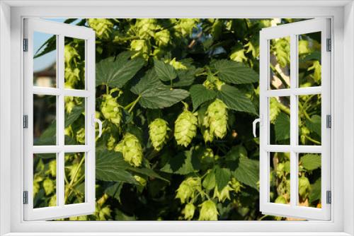 Fototapeta Naklejka Na Ścianę Okno 3D - Many Hop cones on branch in garden. Close up of yellow green hops flower seed cone with defocused lush foliage on a sunny day. Known as Humulus lupulus and used to make beer. Selective focus.