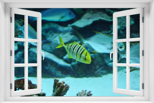 Fototapeta Naklejka Na Ścianę Okno 3D - Yellow and black striped fish in salwater aquarium