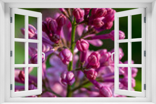 Fototapeta Naklejka Na Ścianę Okno 3D - Macro texture background of blooming Persian lilac (syringa persica) flower clusters low angle sunlight