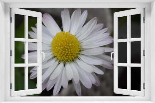 Fototapeta Naklejka Na Ścianę Okno 3D - COMMON DAISY