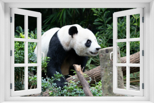 Fototapeta Naklejka Na Ścianę Okno 3D - Close up Giant panda in Singapore