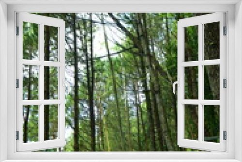 Fototapeta Naklejka Na Ścianę Okno 3D - Pine forests