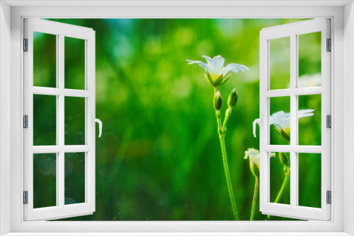 Fototapeta Naklejka Na Ścianę Okno 3D - Wildblumen - Wiese - Beautiful - colorful - summer - spring - Wildflowers - Background