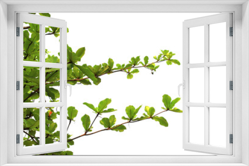 Fototapeta Naklejka Na Ścianę Okno 3D - Green leaf or branch isolated on white background.