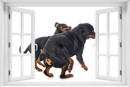 Fototapeta Naklejka Na Ścianę Okno 3D - puppy rottweilerand adult  in studio