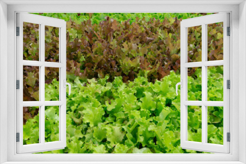 Fototapeta Naklejka Na Ścianę Okno 3D - commercially grown lettuce varieties