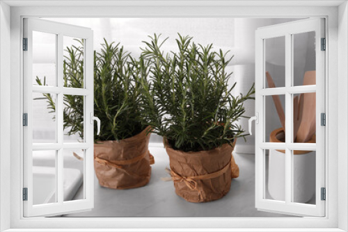 Fototapeta Naklejka Na Ścianę Okno 3D - Aromatic green rosemary in pots on white countertop