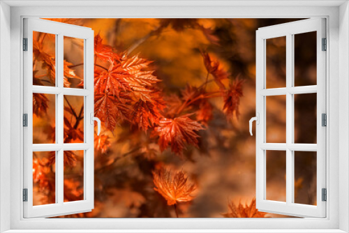 Fototapeta Naklejka Na Ścianę Okno 3D - Maple in the autumn forest on a blurry background. Close-up. Autumn wallpaper. Copy space