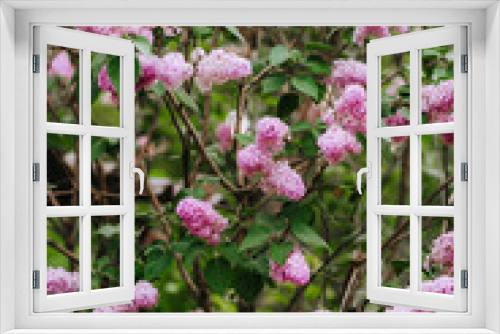 Fototapeta Naklejka Na Ścianę Okno 3D - Blooming pink lilac flowers in spring on a tree in a garden in nature. Close-up photo.