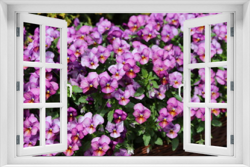 Fototapeta Naklejka Na Ścianę Okno 3D - Violet pansy flowers. Pansies in the garden, close up.