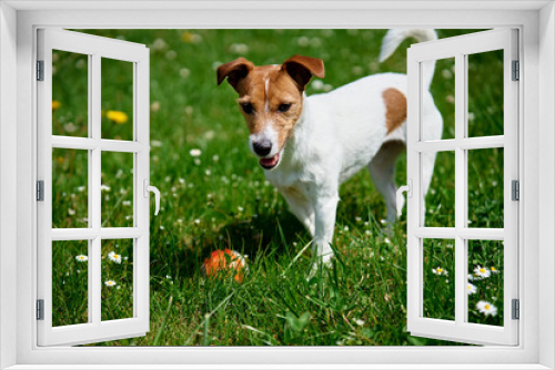 Fototapeta Naklejka Na Ścianę Okno 3D - Active dog playing with toy ball on green grass at summer day. Pet walking in park. Jack Russell terrier portrait