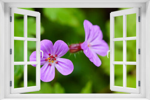 Fototapeta Naklejka Na Ścianę Okno 3D - Kwitnący fioletowy kwiat - Bodziszek (geranium helix )