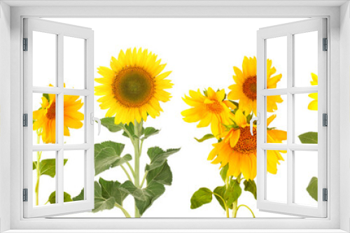Fototapeta Naklejka Na Ścianę Okno 3D - Sunflowers isolated on white