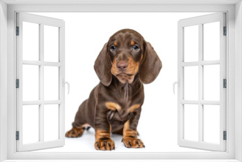 Fototapeta Naklejka Na Ścianę Okno 3D - Cute dachshund puppy dog portrait isolated on white studio background
